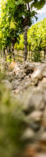 Produktfoto: Weinprobe 17.10.2026 13:00 Uhr