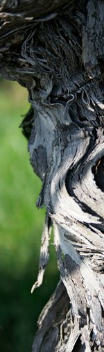 Produktfoto: Weinprobe 20.06.2026 13:00 Uhr