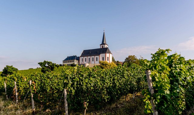 Weinberge der Weinlage Hochheimer Kirchenstück