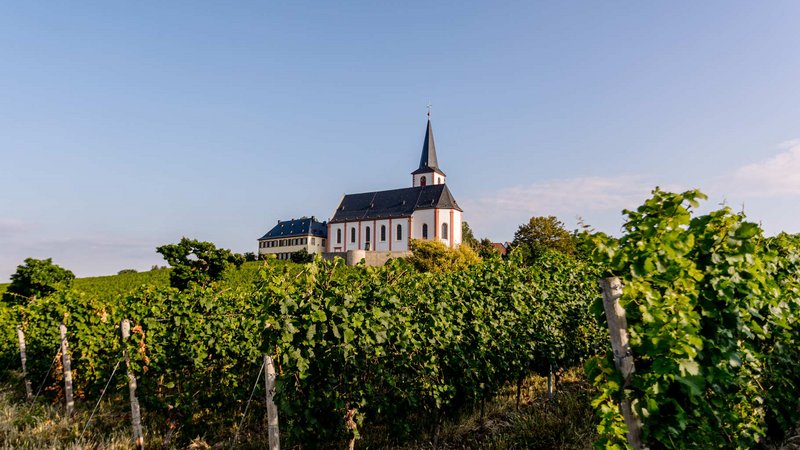 Weinberge der Weinlage Hochheimer Kirchenstück