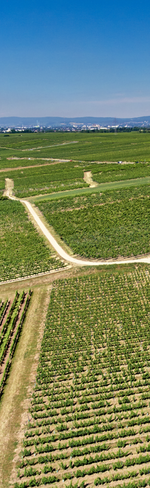 Produktfoto: Weinprobe 07.02.2026 13:00 Uhr