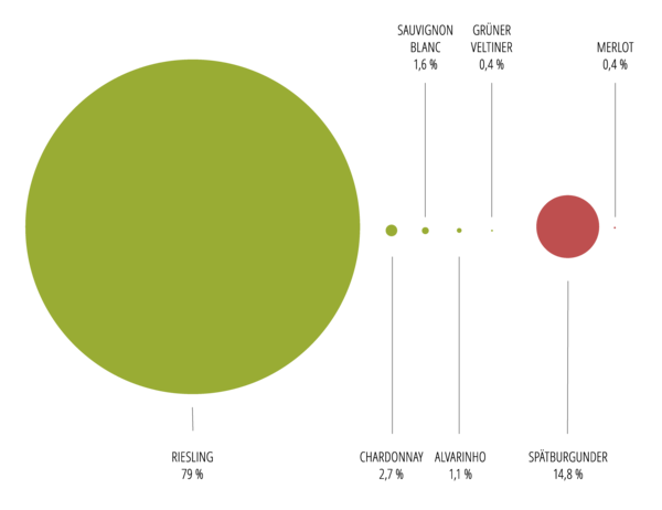 Prozentuale Anteile der verschiedenen Rebsorten (Grafik: C. Landgraf) Prozentuale Anteile der verschiedenen Rebsorten