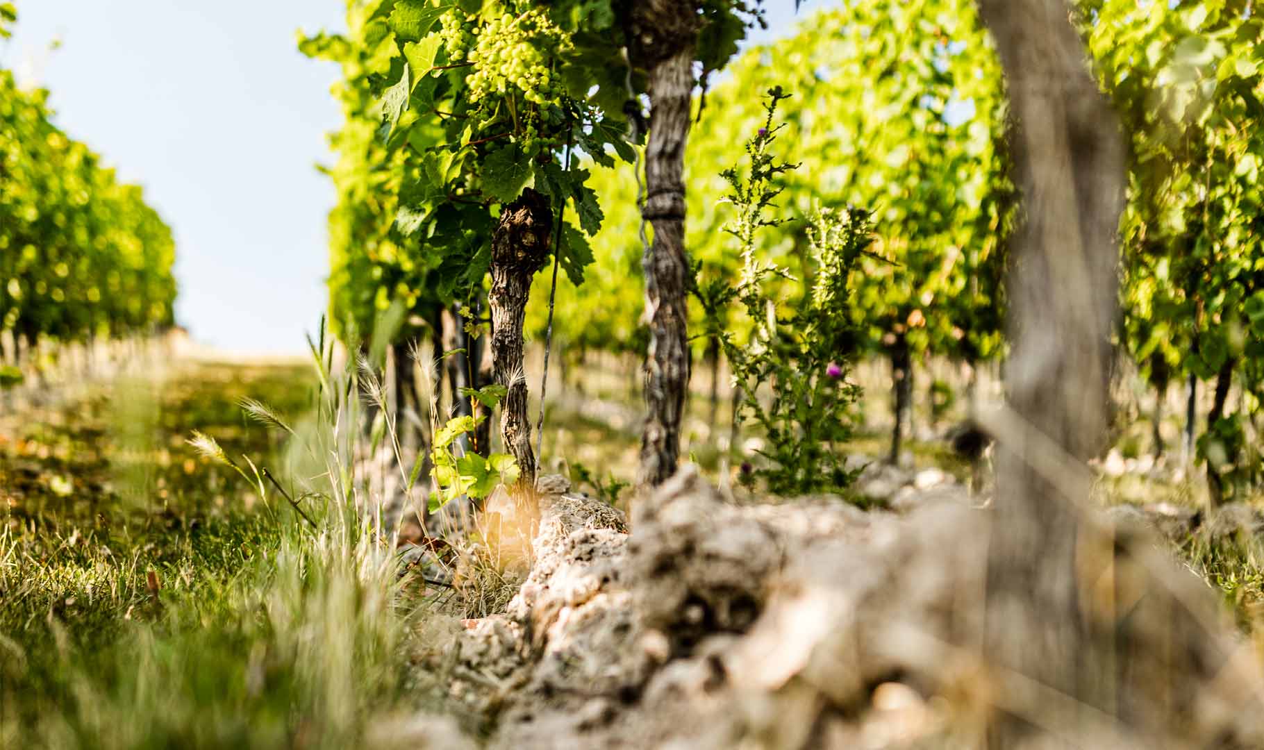 Weinberge der Weinlage Kostheimer Weiss Erd (Axel Gross Fotografie) Weinberge der Weinlage Kostheimer Weiss Erd