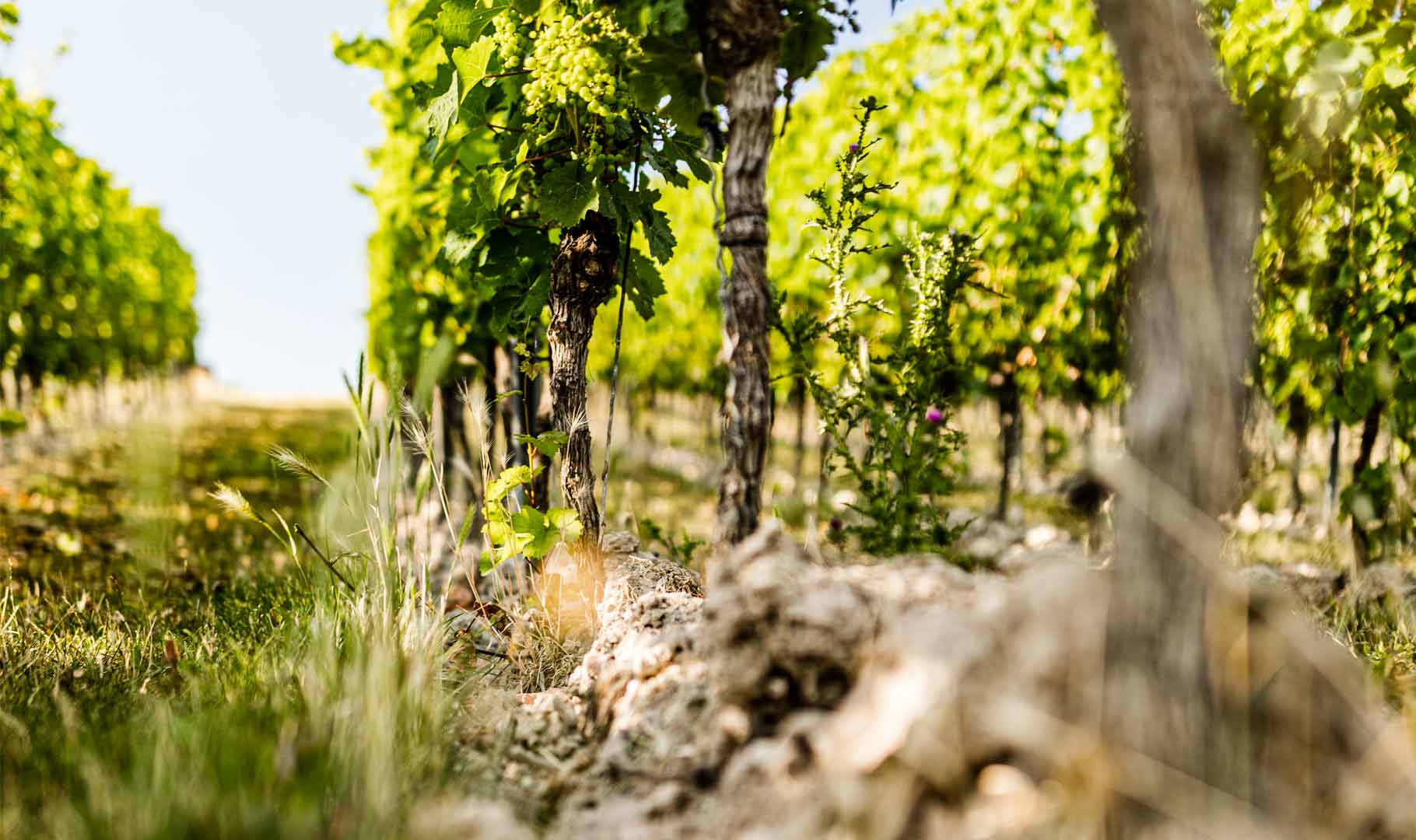 Weinberge der Weinlage Kostheimer Weiss Erd