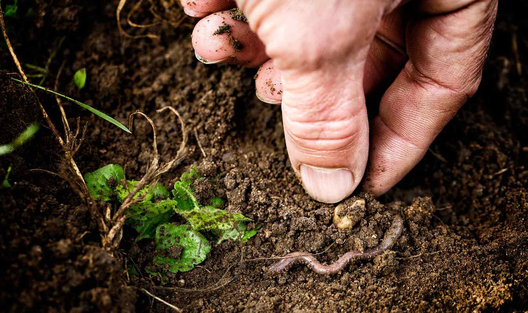 Close-up of a worm in the vineyard earth