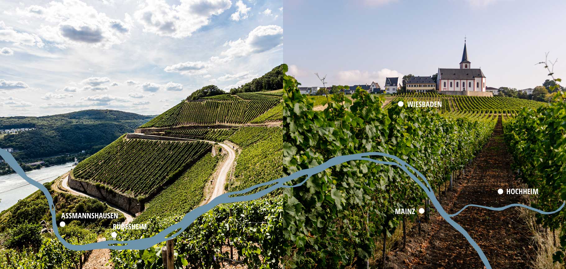 Vineyard sites in Hochheim, Rüdesheim and Assmannshausen