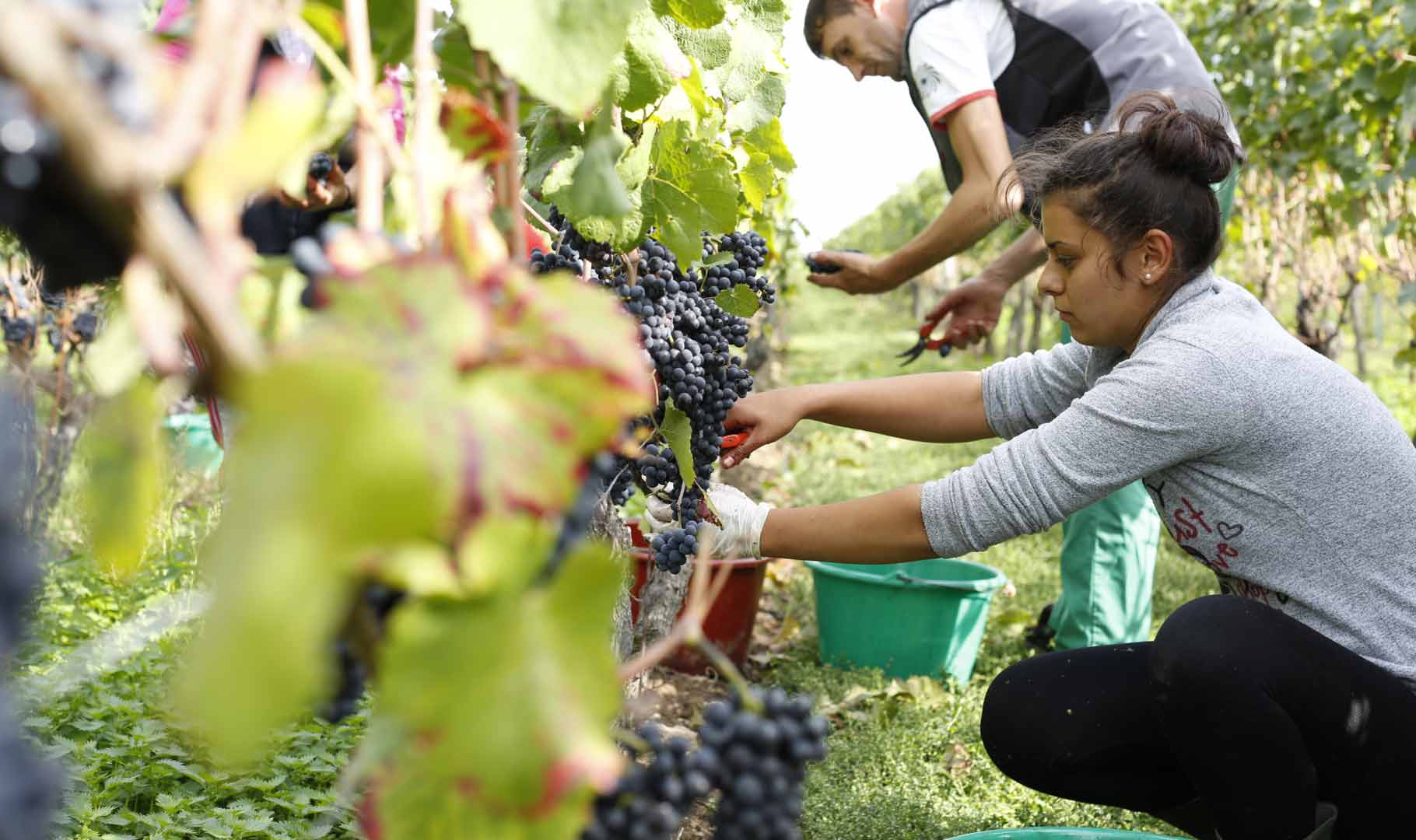 Manual harvest of the grapes