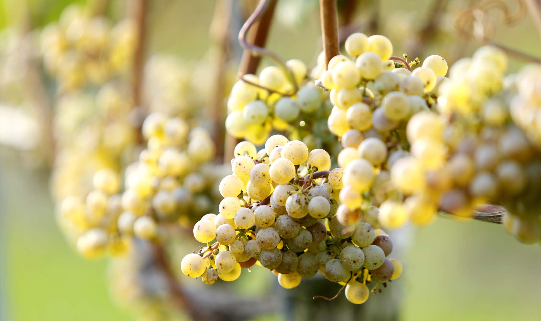 Weinrebe mit weißen Weintrauben (Fotografie Christof Herdt) Weinrebe mit weißen Weintrauben