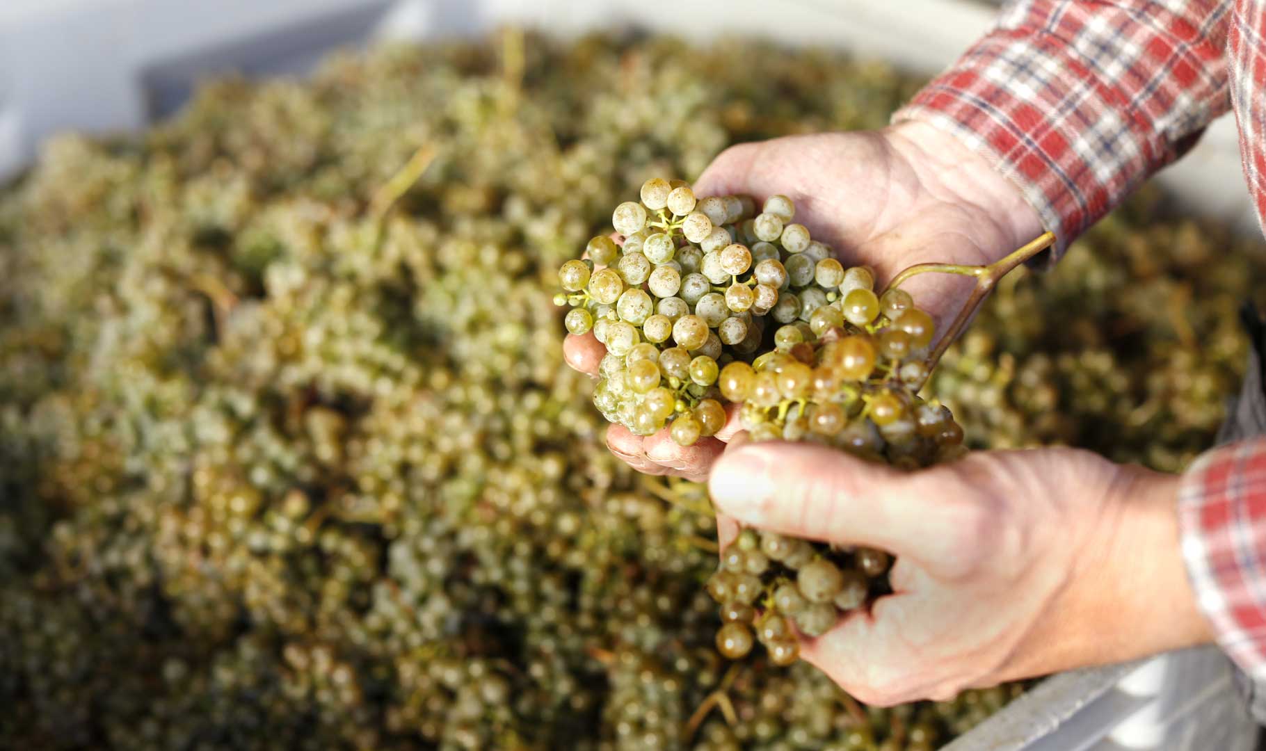 Harvested white grapes